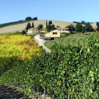 Cantina le colline - Prodotti tipici Marchigiani